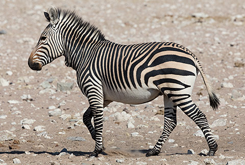 Mountain zebra in Etosha